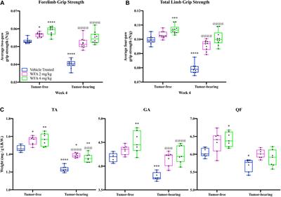 Withaferin A and Ovarian Cancer Antagonistically Regulate Skeletal Muscle Mass